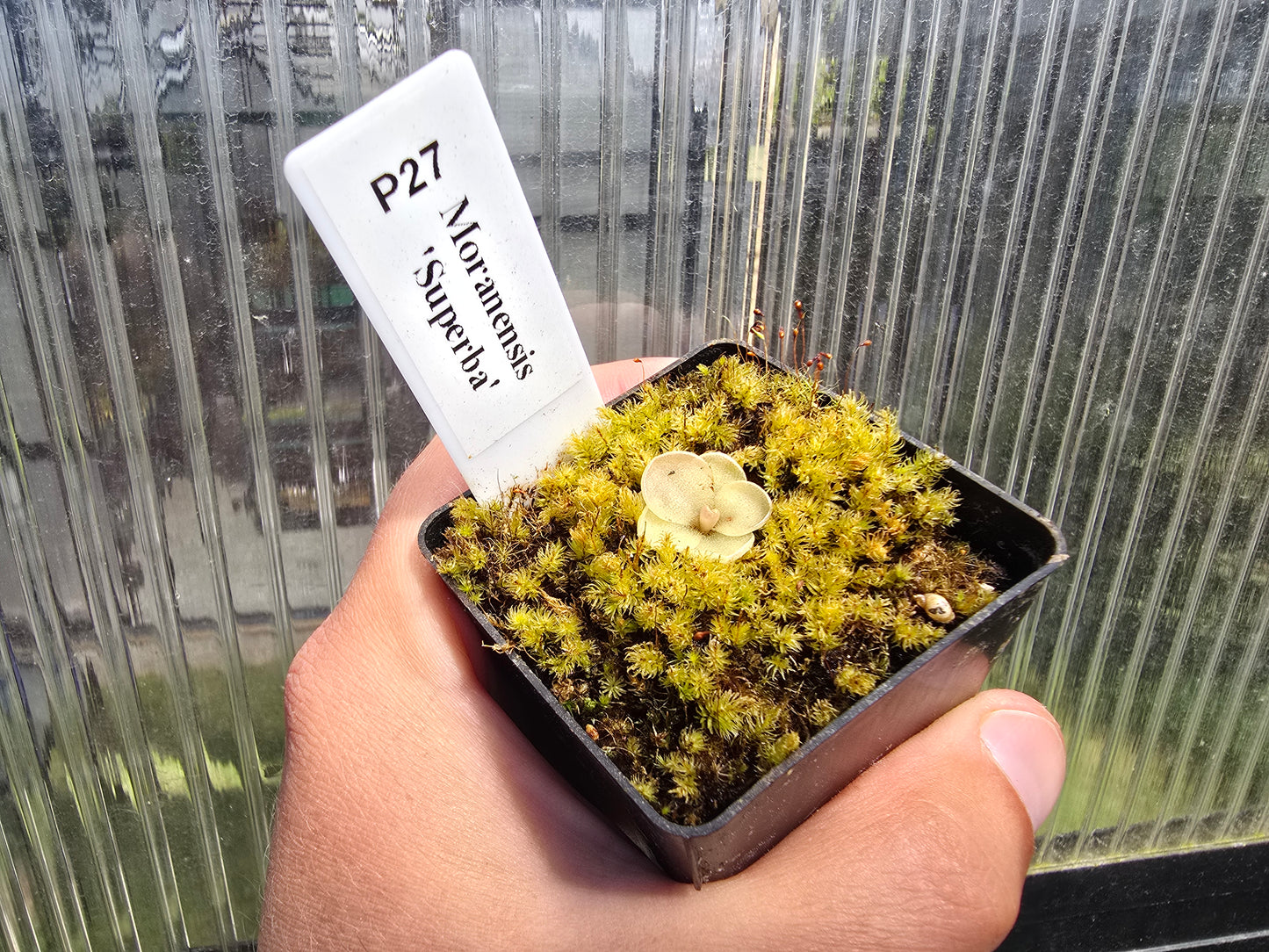 Pinguicula moranensis 'Superba' - Mexican Butterwort