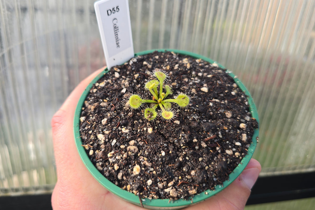Drosera collinsiae - Collin's Sundew