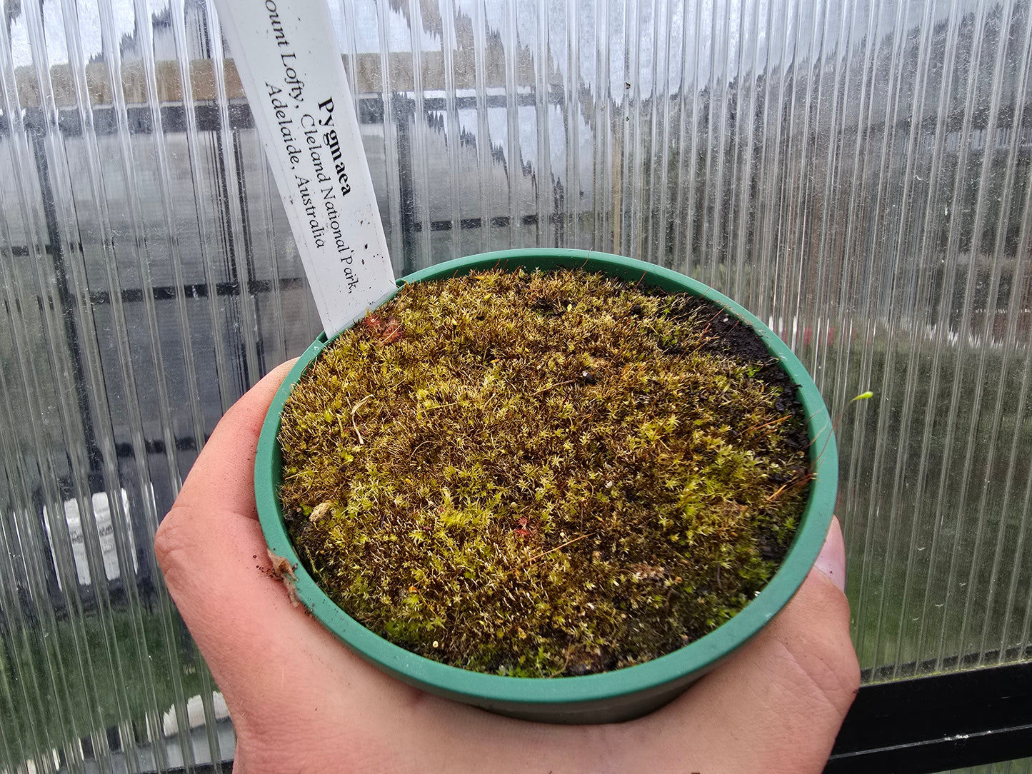 Drosera pygmaea (Mount Lofty, AU) - Pygmy Sundew