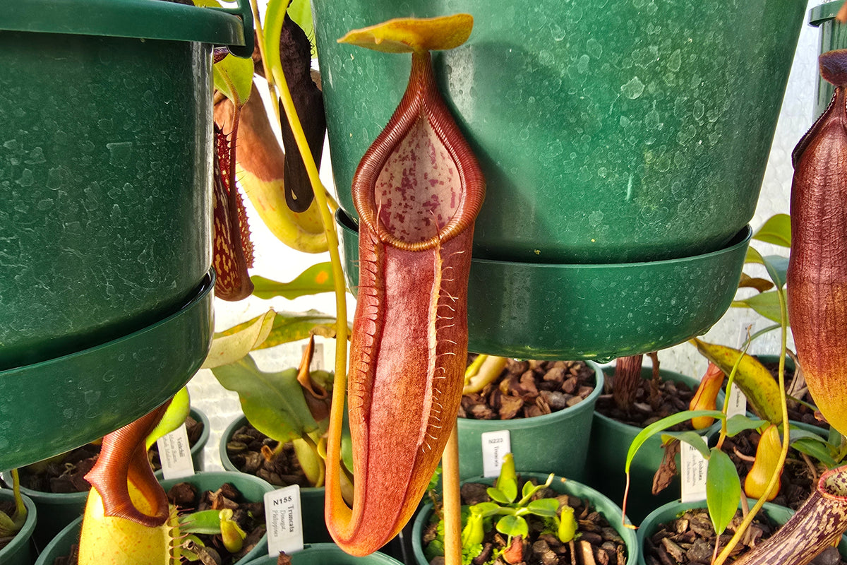 Nepenthes NOID - Intermediate Tropical Pitcher Plant