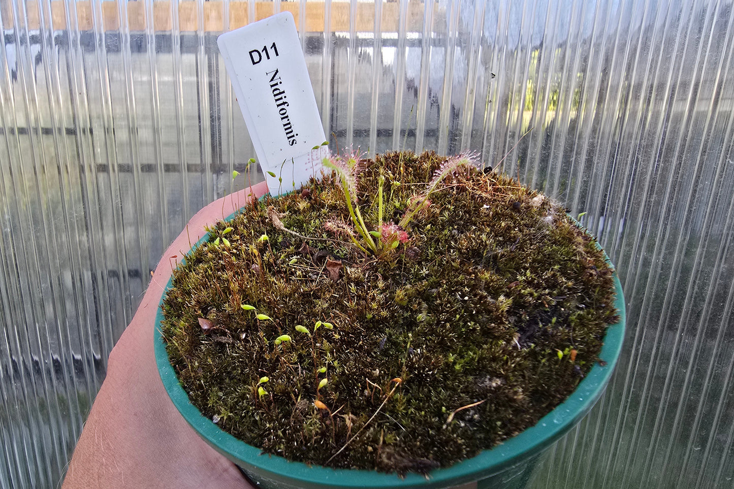 Gift Pack - Drosera (Sundews)