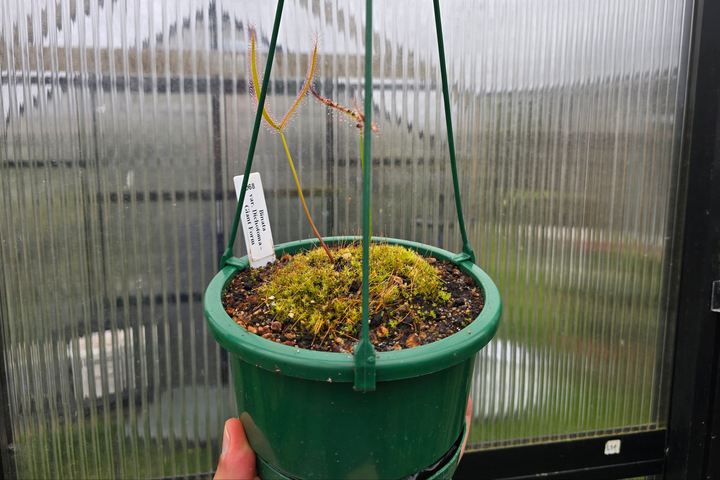 Drosera binata var. dichotoma "Giant Form" - Giant Forked Sundew