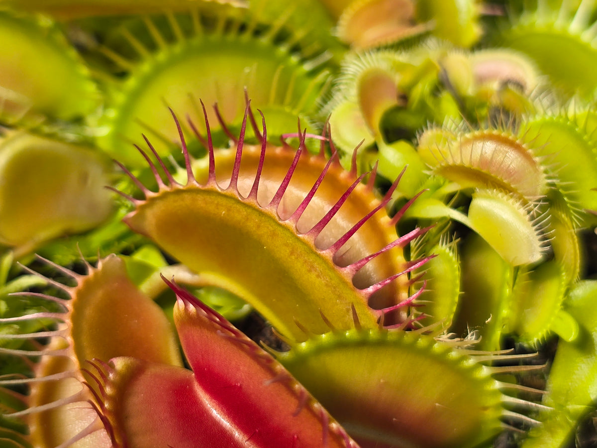 Dionaea muscipula 'SD Kronos' - Venus Fly Trap