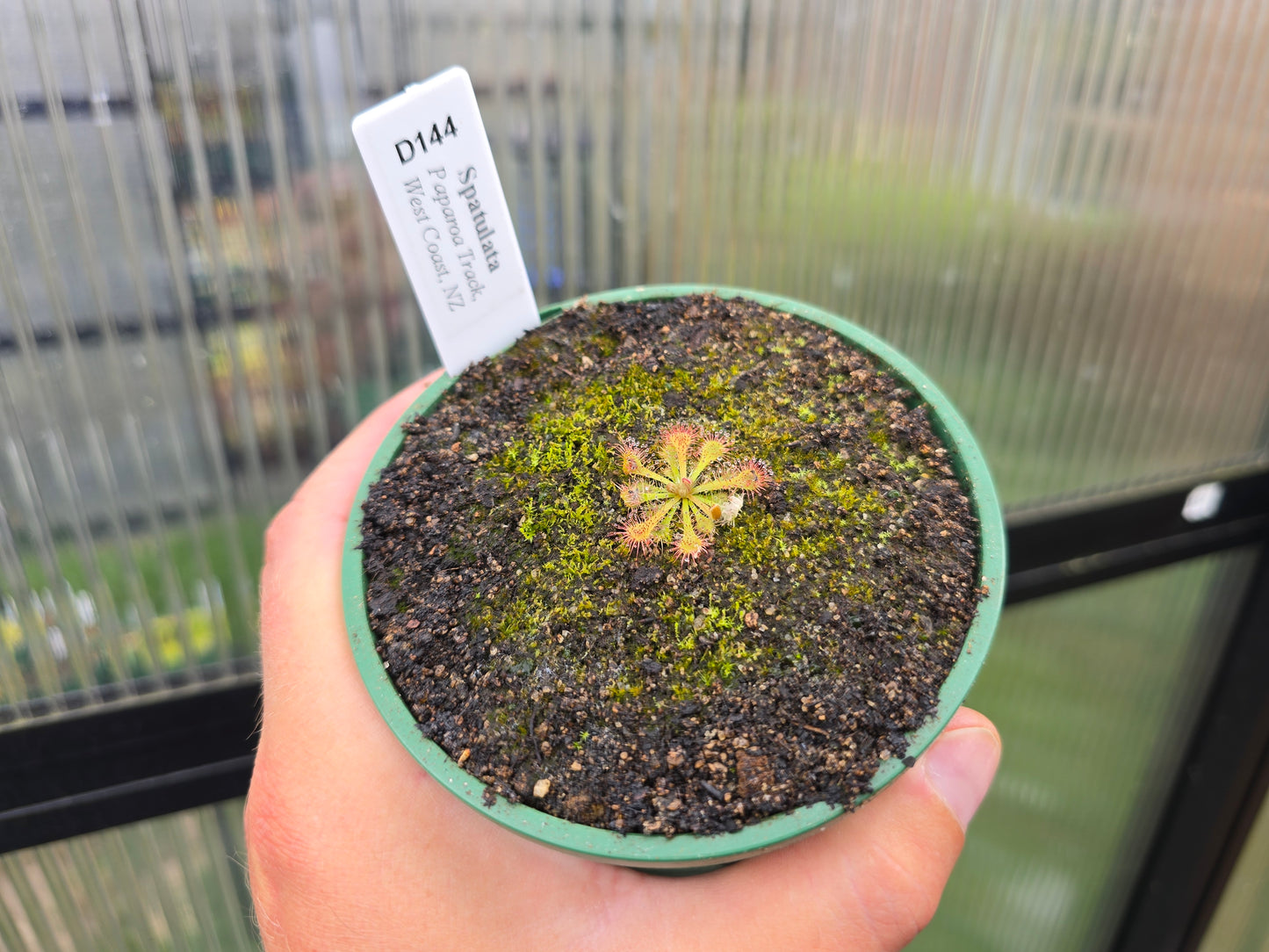 Drosera spatulata (Paparoa Track, West Coast, NZ) -  Spatula Sundew