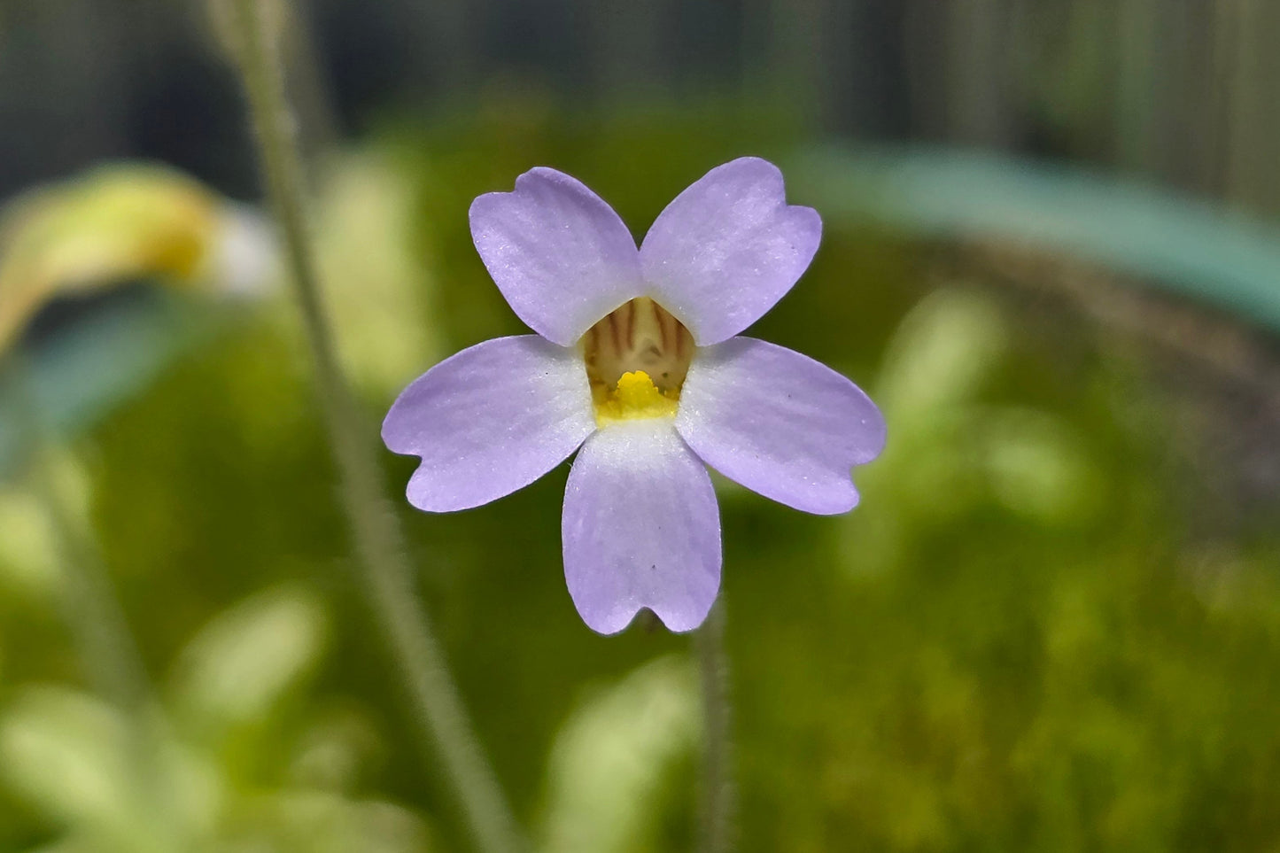 Pinguicula pumila (Wakulla County, Florida, USA) - The Dwarf Butterwort