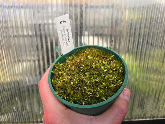 Utricularia delicatula (Ahipara Gumfields, Northland, NZ) - Terrestrial Dainty Bladderwort