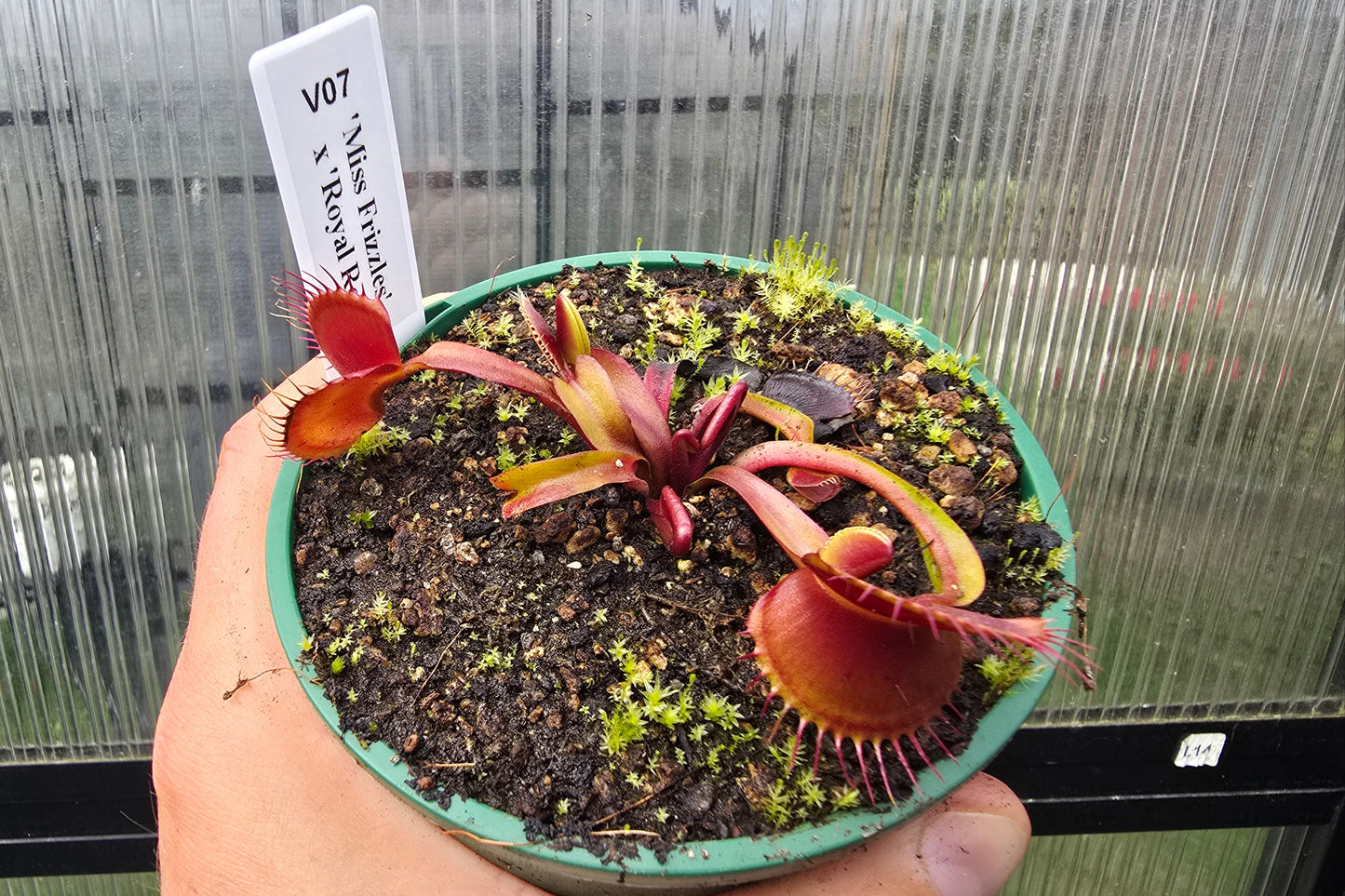 Dionaea muscipula 'Miss Frizzles' x 'Royal Red' Clone 1 - Venus Fly Trap