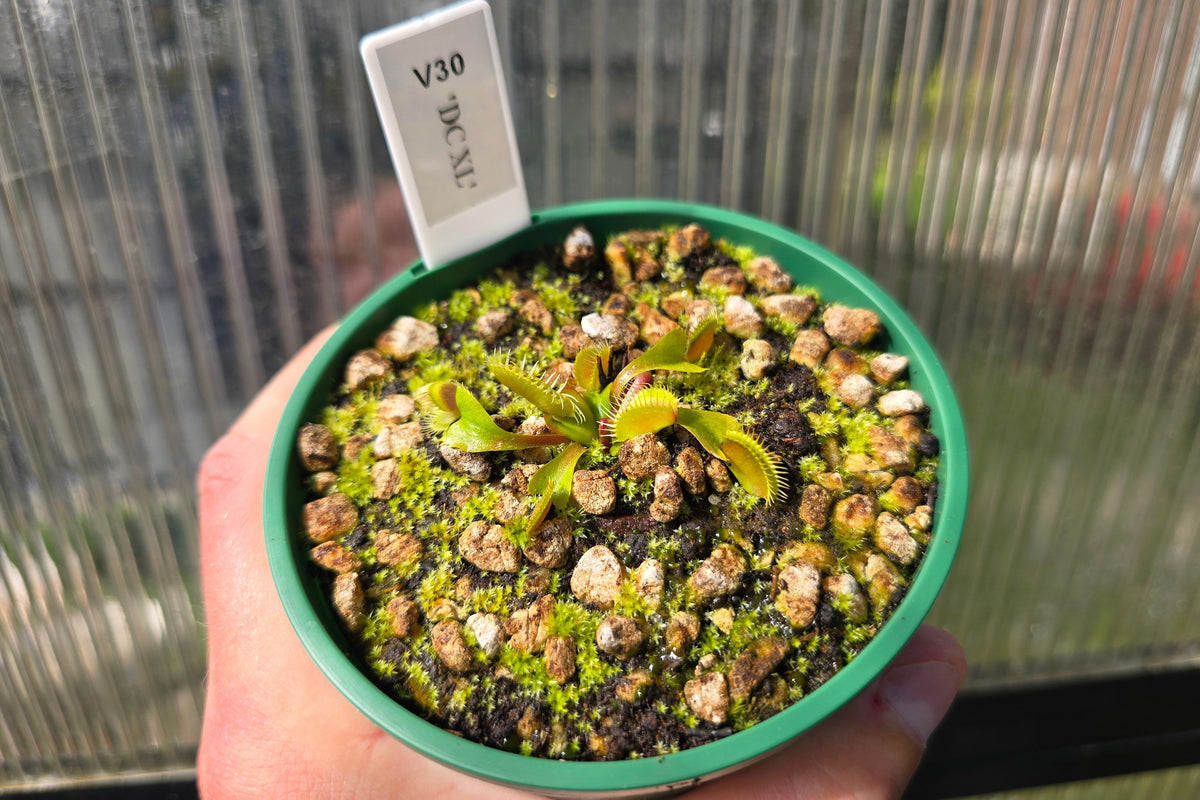 Dionaea muscipula 'DC XL’ - Venus Fly Trap