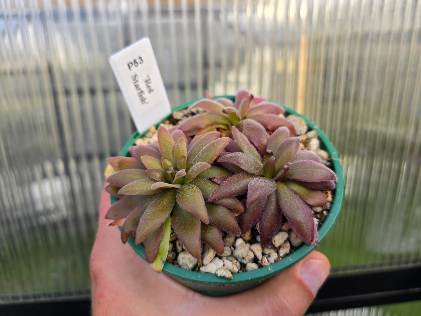 Pinguicula 'Red Starfish' - Mexican Butterwort
