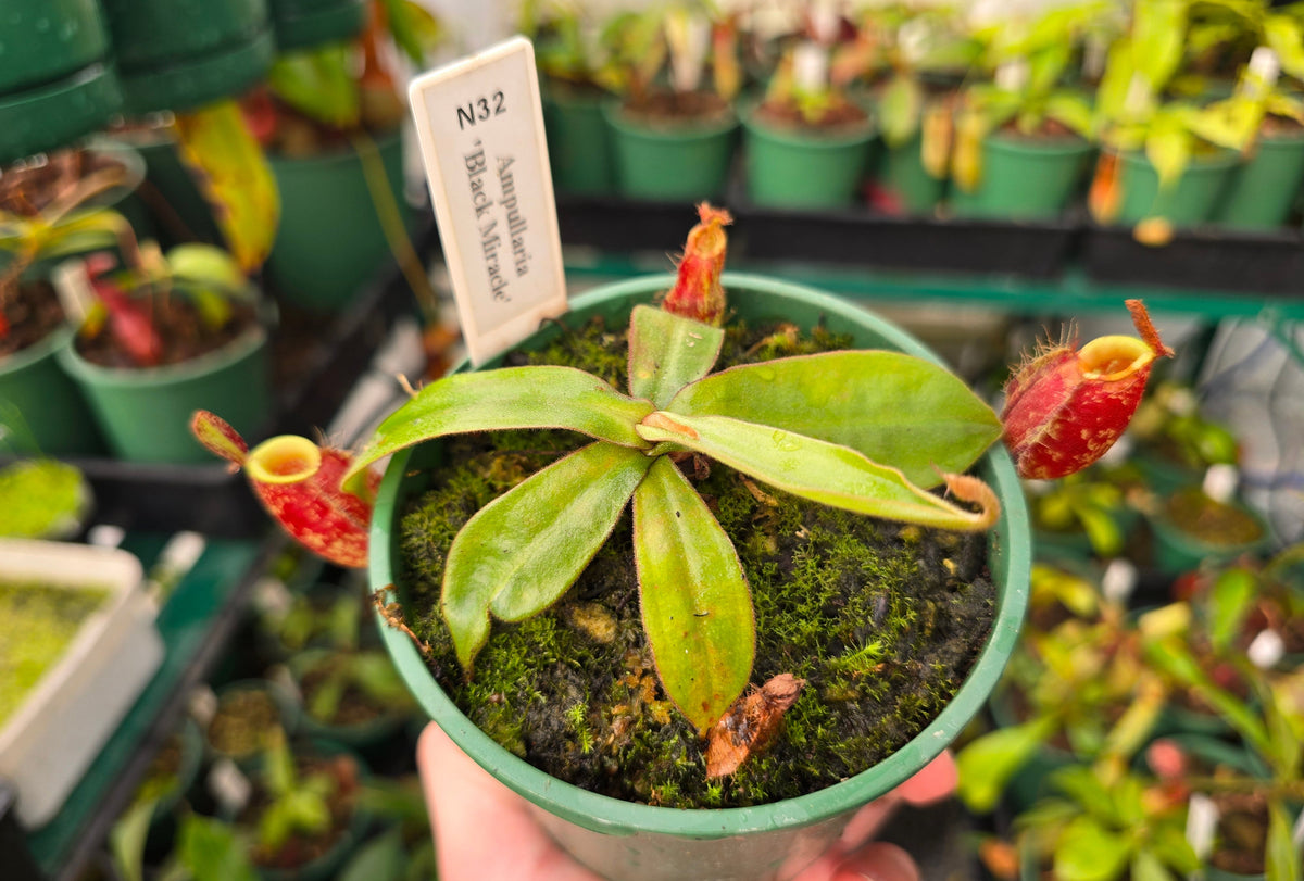Nepenthes ampullaria 'Black Miracle' - Lowland Tropical Pitcher Plant
