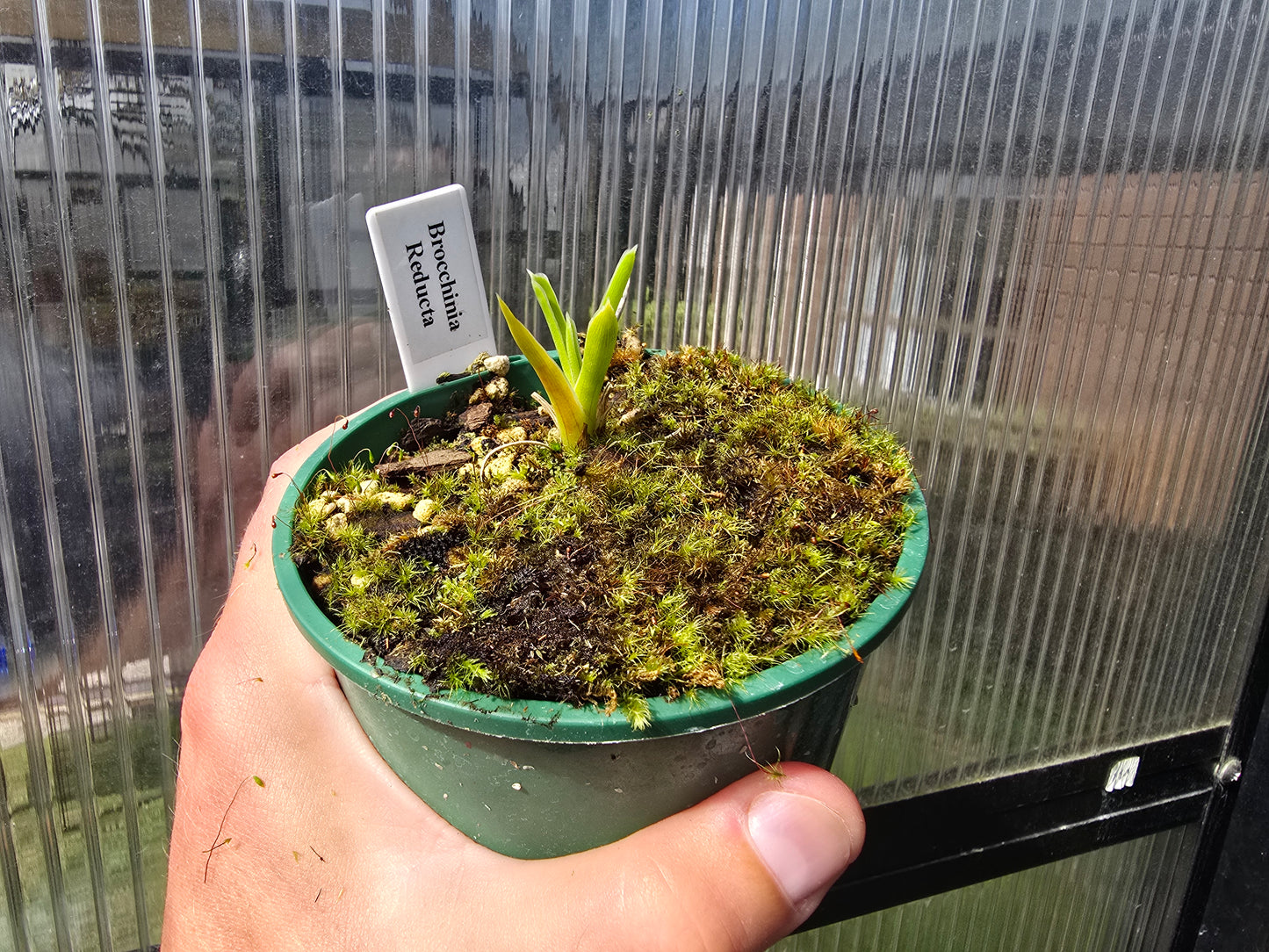 Brocchinia reducta - Carnivorous Bromeliad