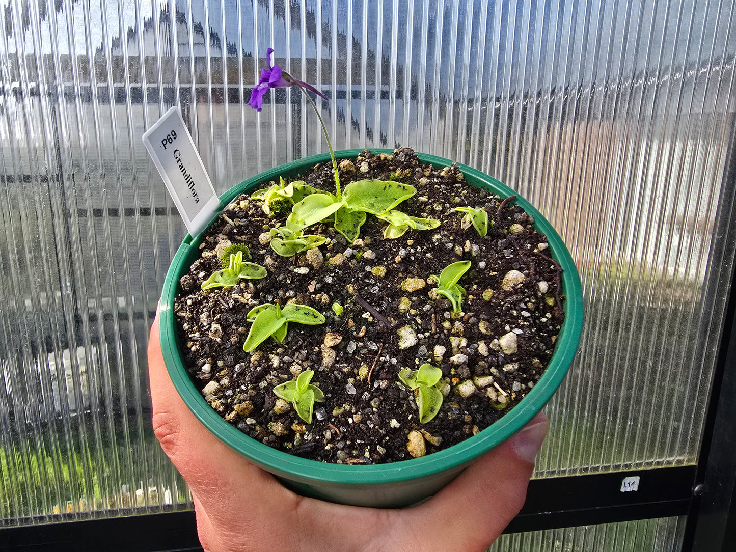 Pinguicula grandiflora - Cold Temperate Large-Flowered Butterwort