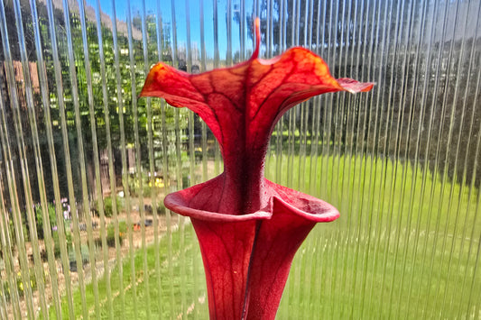 Sarracenia flava var. atropurpurea - cv. 'Waccamaw' - American Pitcher Plant
