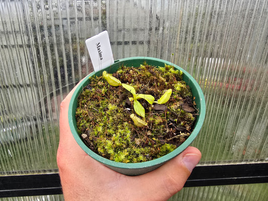 Nepenthes maxima - Intermediate Tropical Pitcher Plant