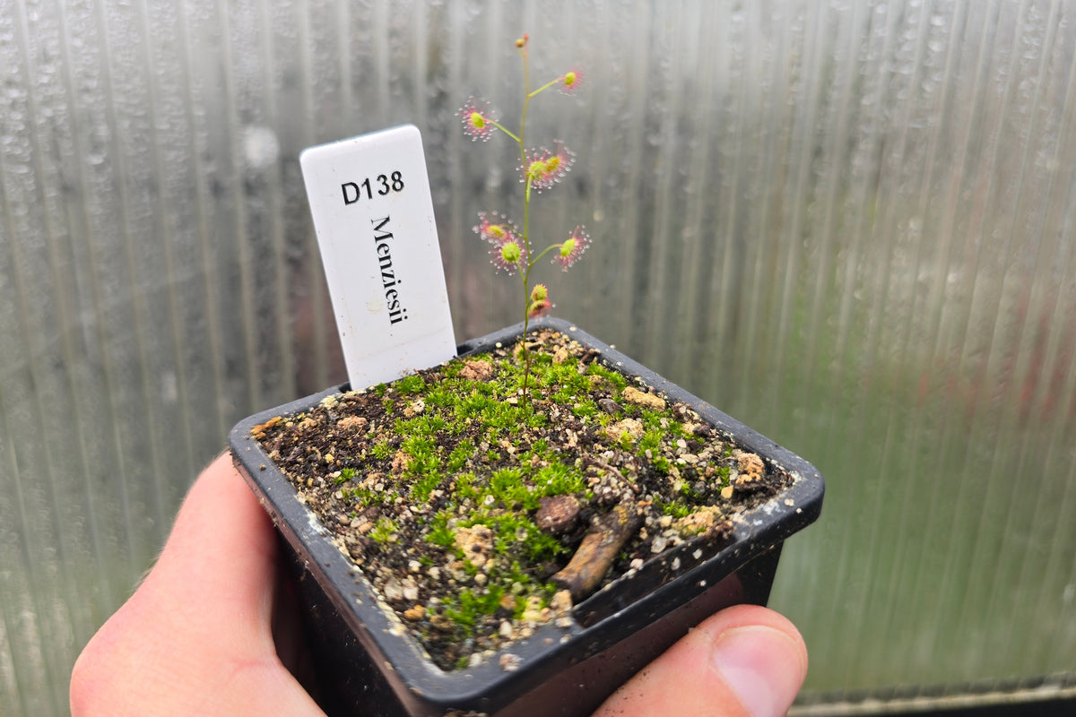 Drosera menziesii - Tuberous Sundew
