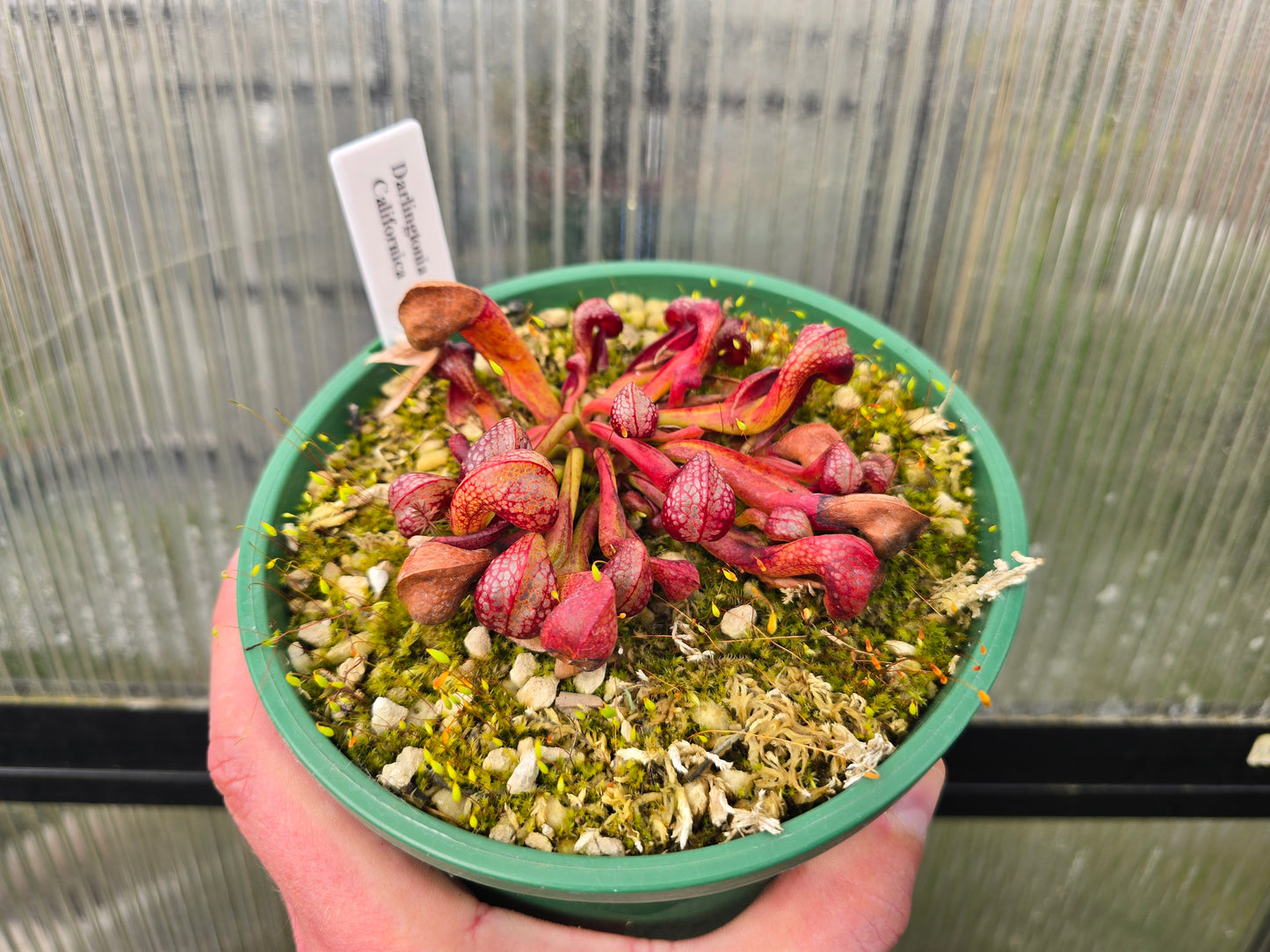 Darlingtonia californica - Cobra Lilies