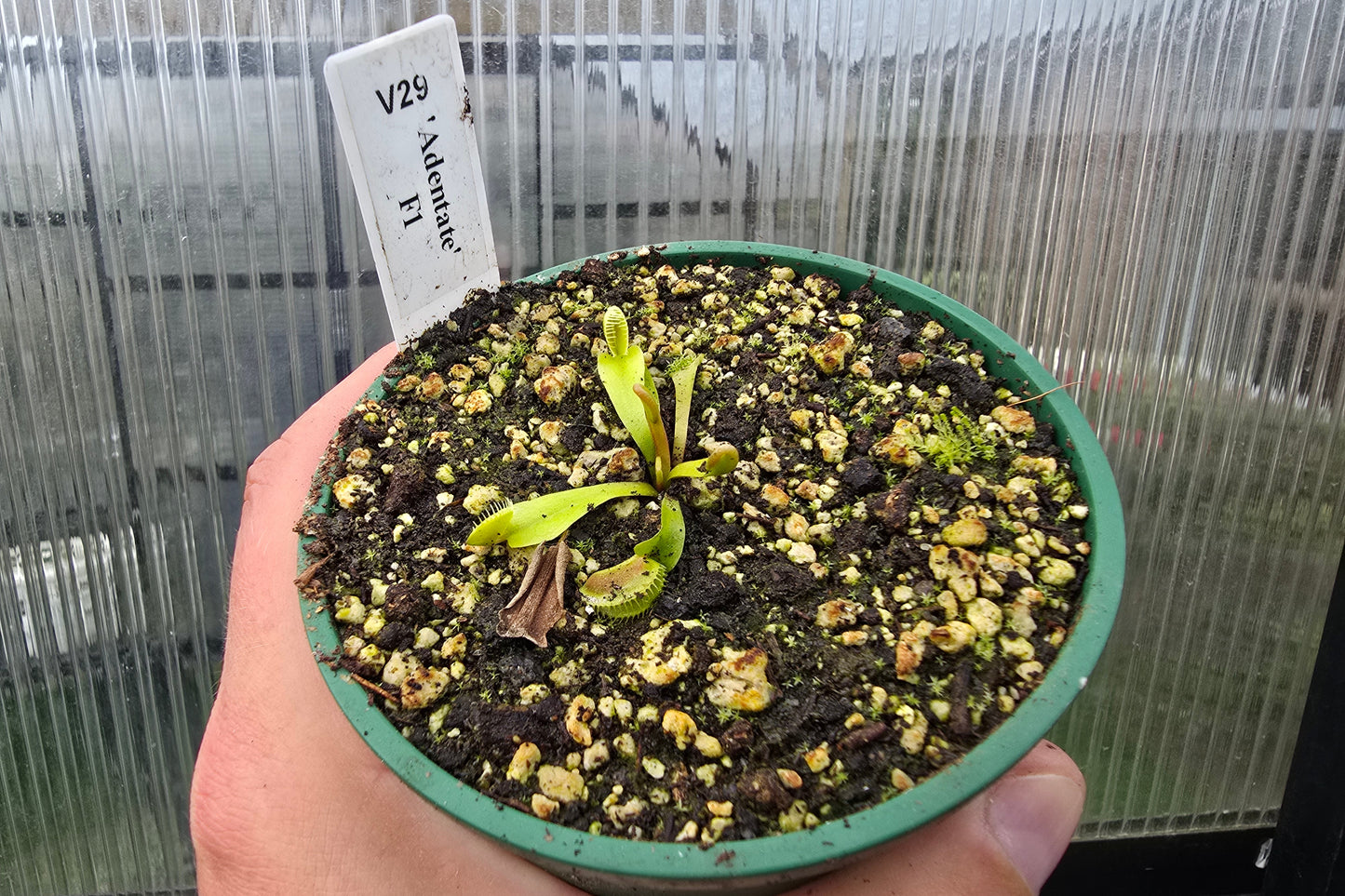 Dionaea muscipula 'Adentate' F1 - Venus Fly Trap
