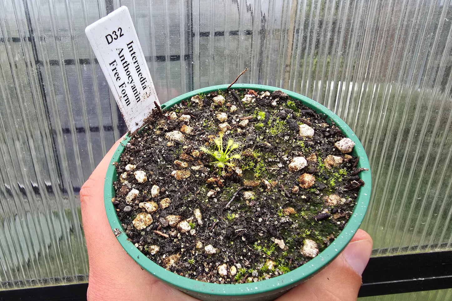 Drosera intermedia - Anthocyanin Free Form - The Oblong-leaved Sundew