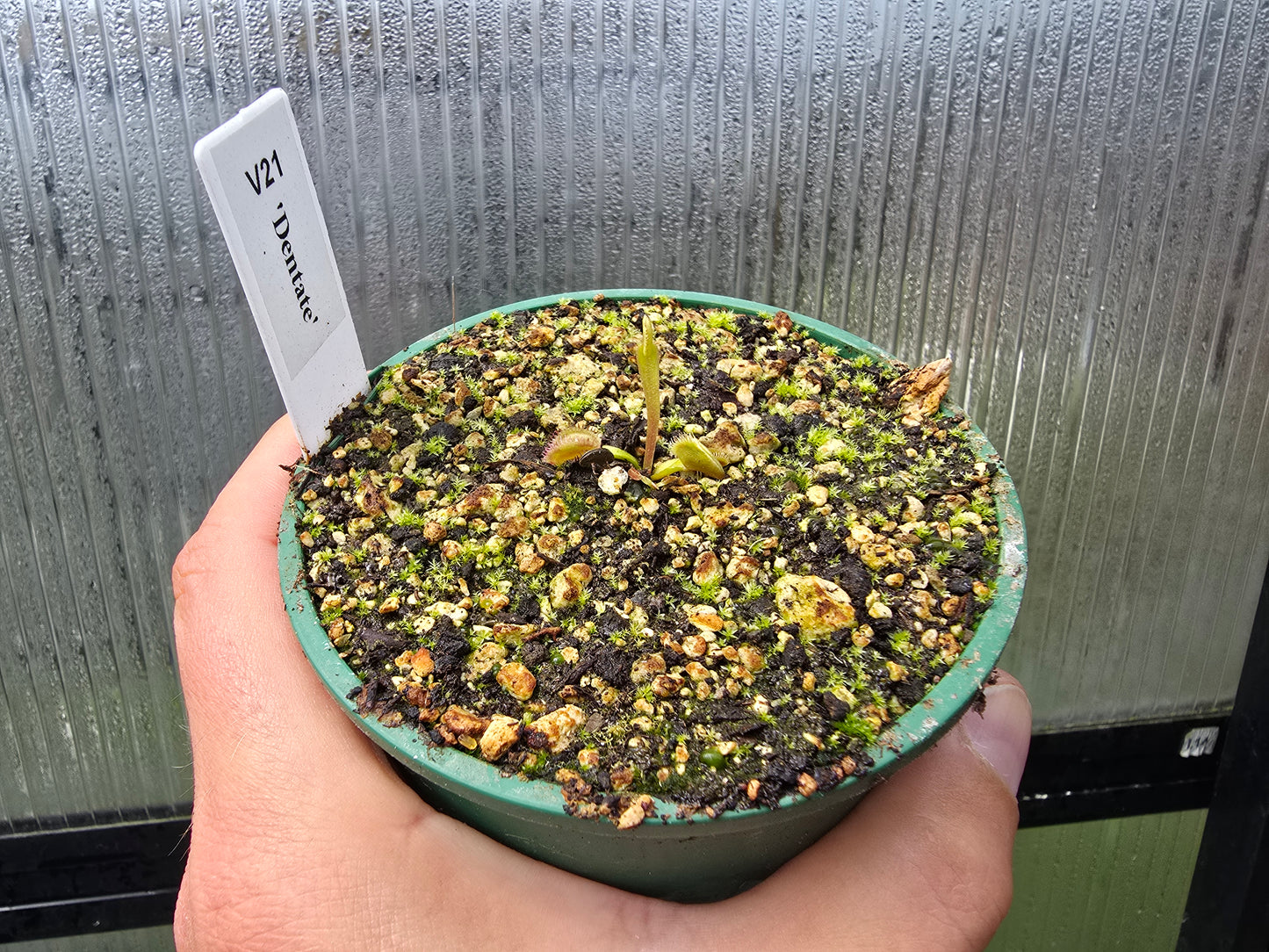 Dionaea muscipula 'Dentate' - Venus Fly Trap