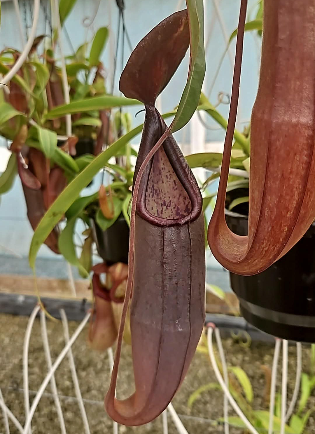 Nepenthes sanguinea 'Dark Form' - Intermediate Tropical Pitcher Plant