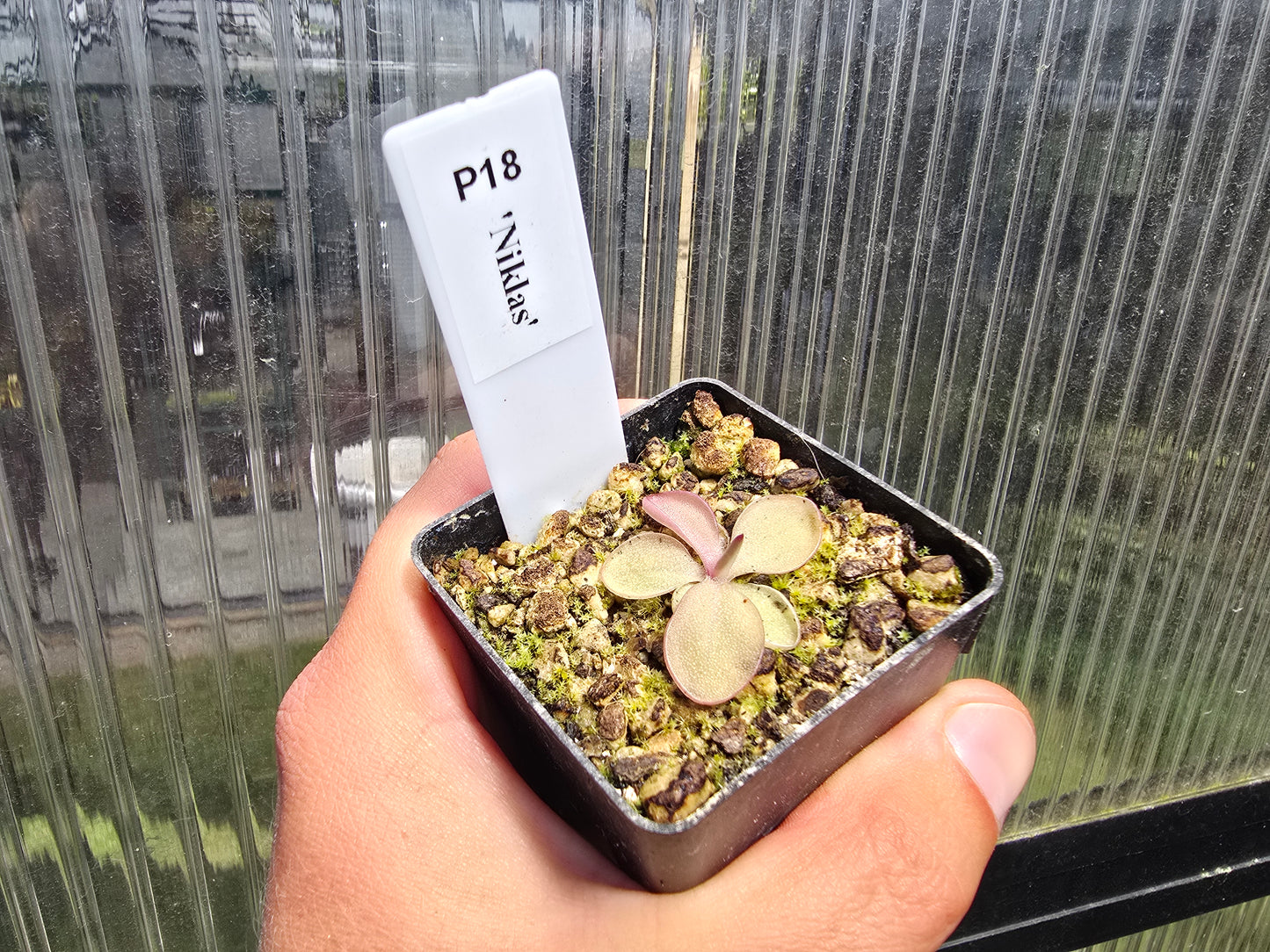 Pinguicula 'Niklas' - Mexican Butterwort