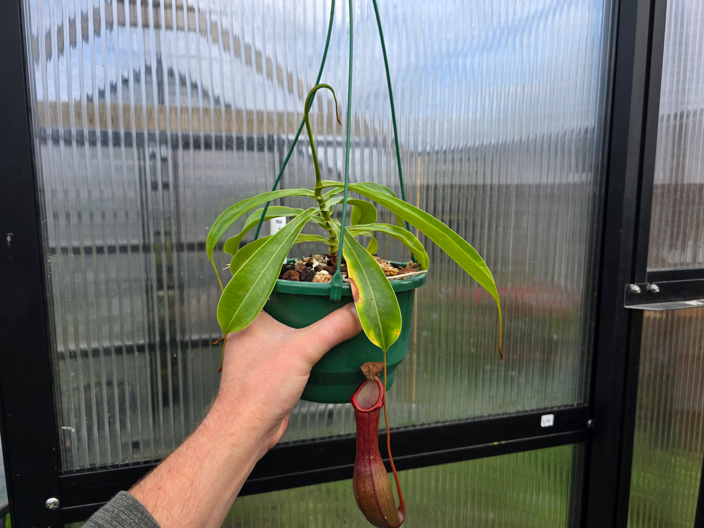 Nepenthes 'Ventrata' - Highland Tropical Pitcher Plant