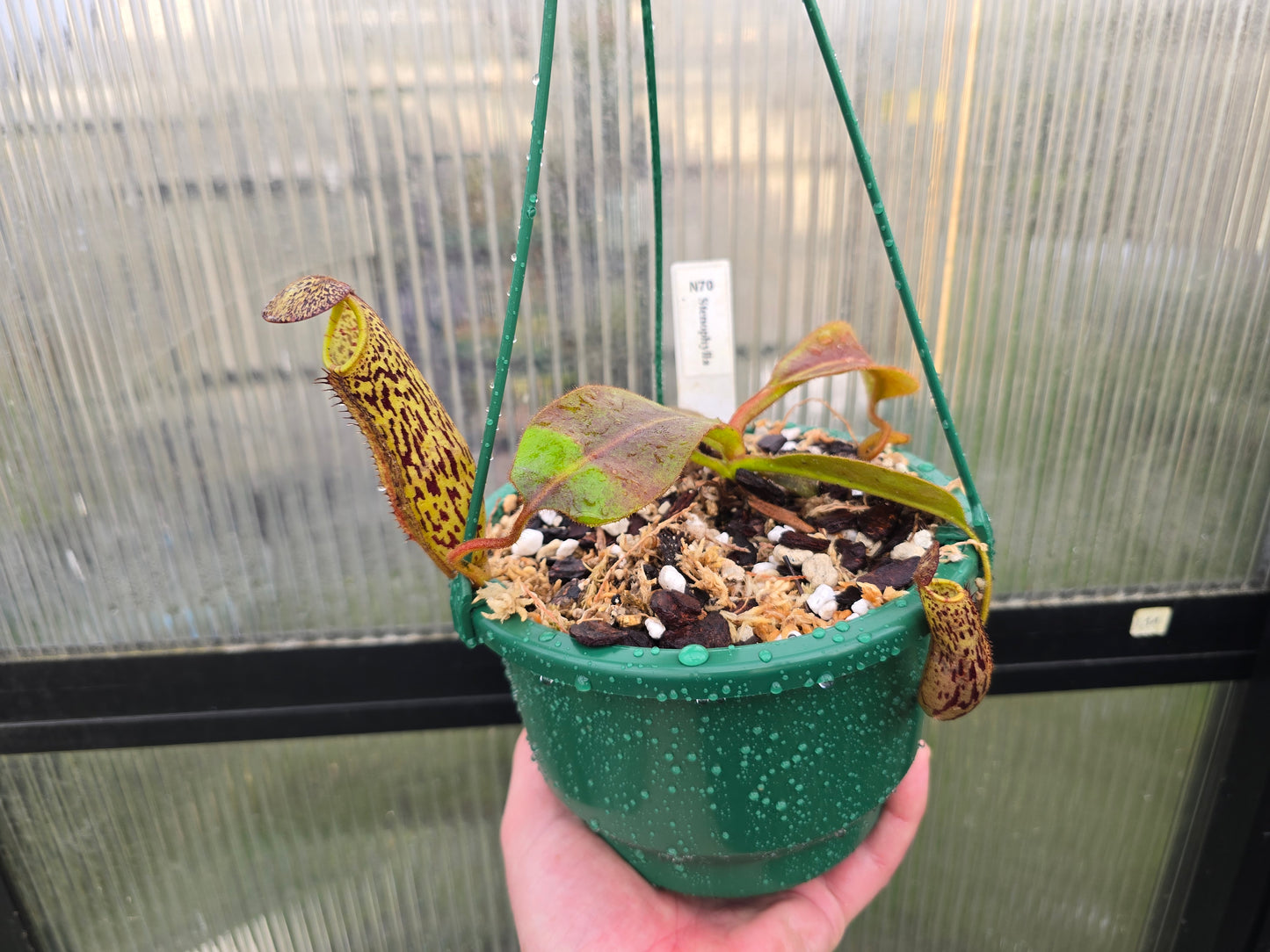 Nepenthes stenophylla - Intermediate Tropical Pitcher Plant