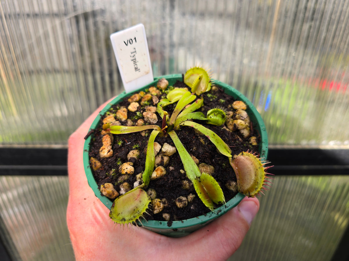 Dionaea muscipula 'Typical' - Venus Fly Trap