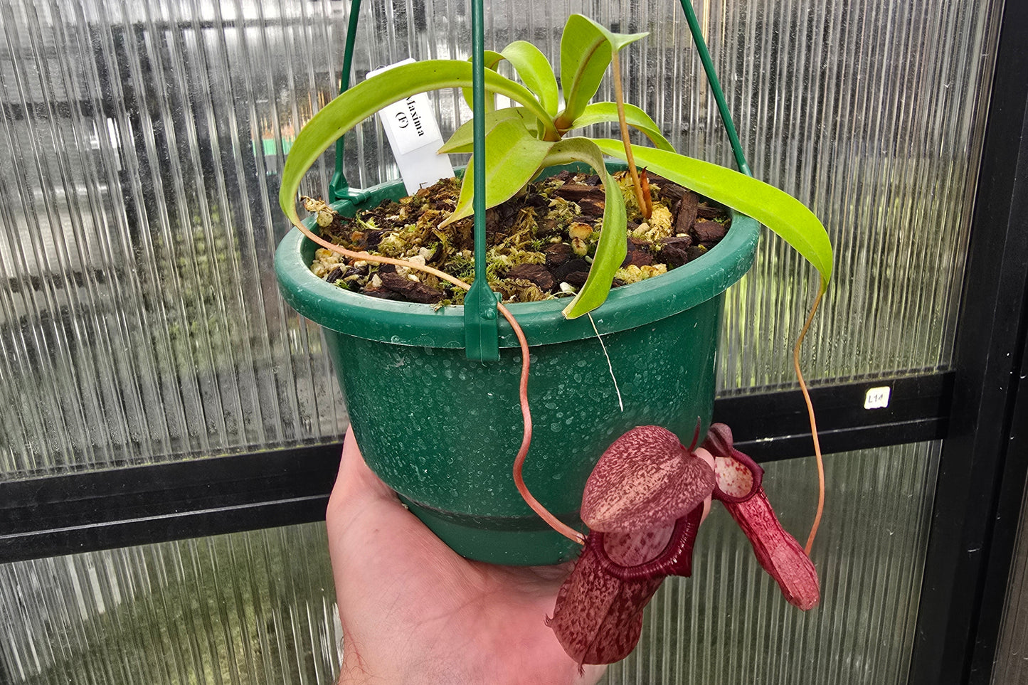 Nepenthes maxima (Female) - Intermediate Tropical Pitcher Plant