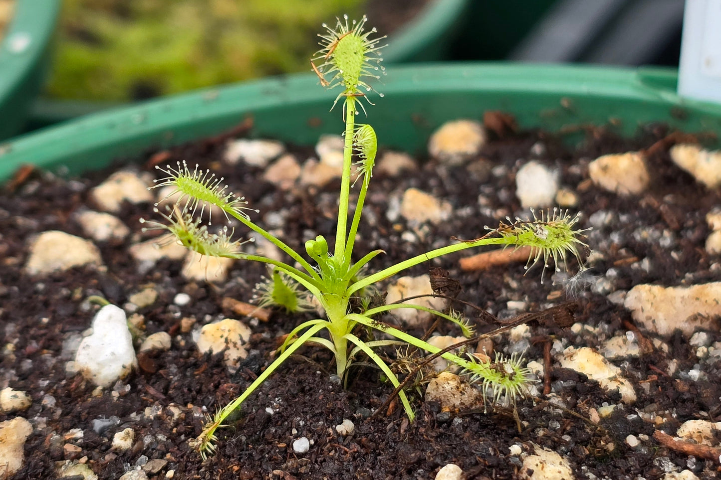 Drosera intermedia - Anthocyanin Free Form - The Oblong-leaved Sundew