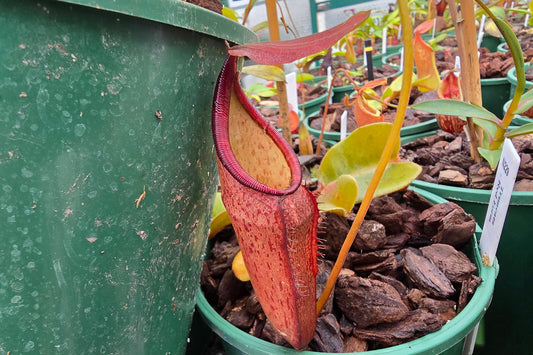 Nepenthes 'Bricious Bastardo' - Intermediate Tropical Pitcher Plant