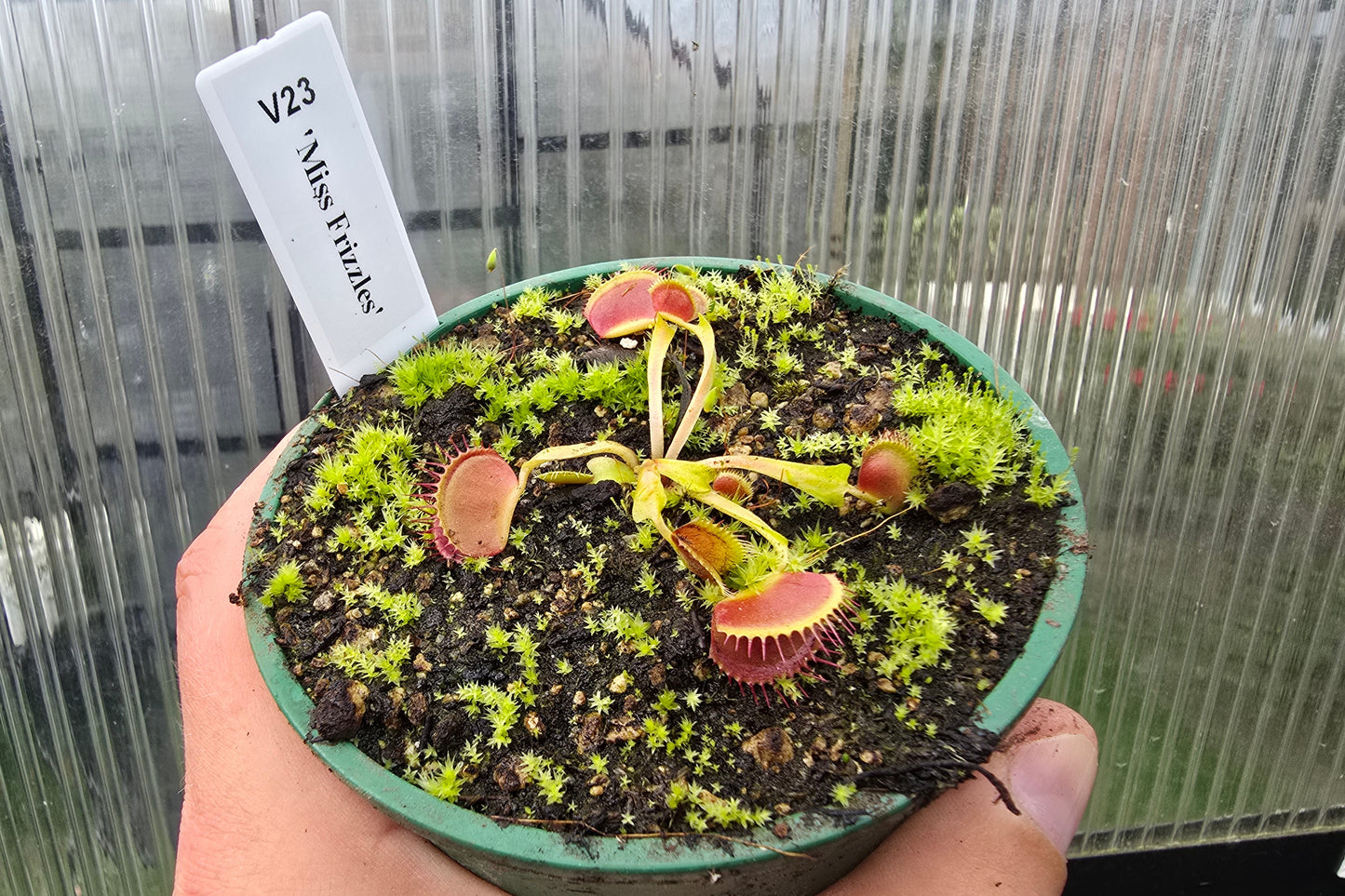Dionaea muscipula 'Miss Frizzles' - Venus Fly Trap