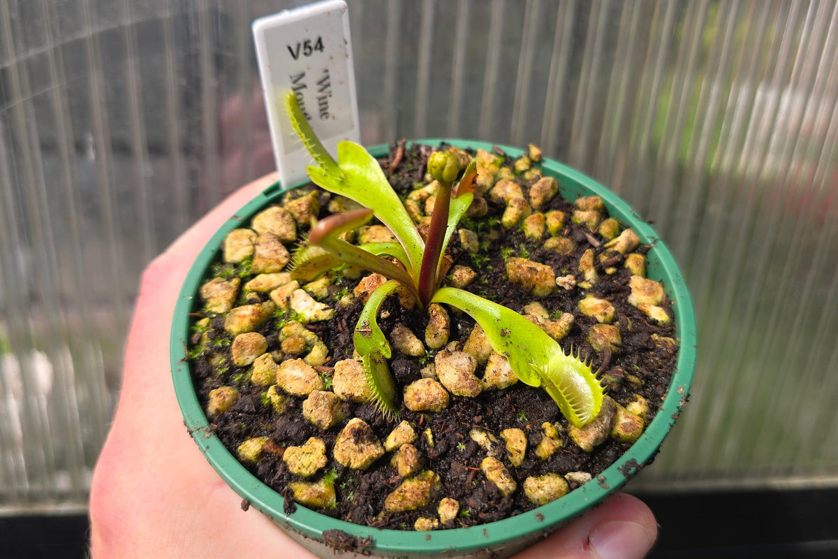 Dionaea muscipula 'Wine Mouth' - Venus Fly Trap