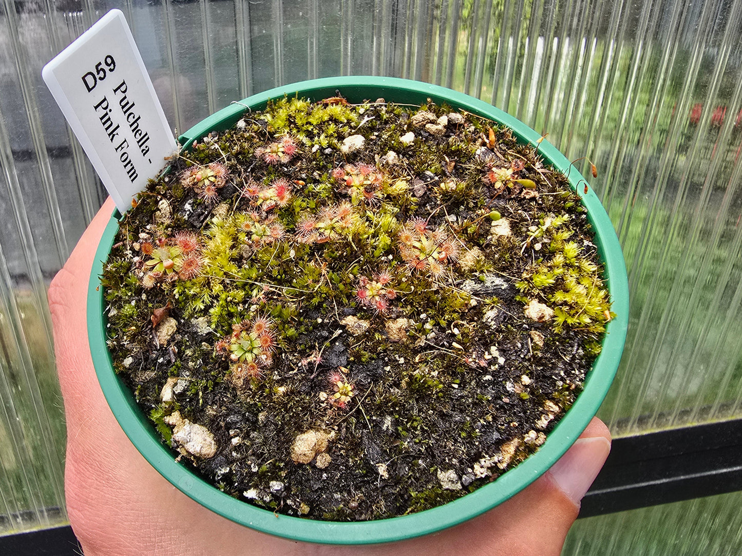 Drosera pulchella - Pink Form - Pygmy Sundew