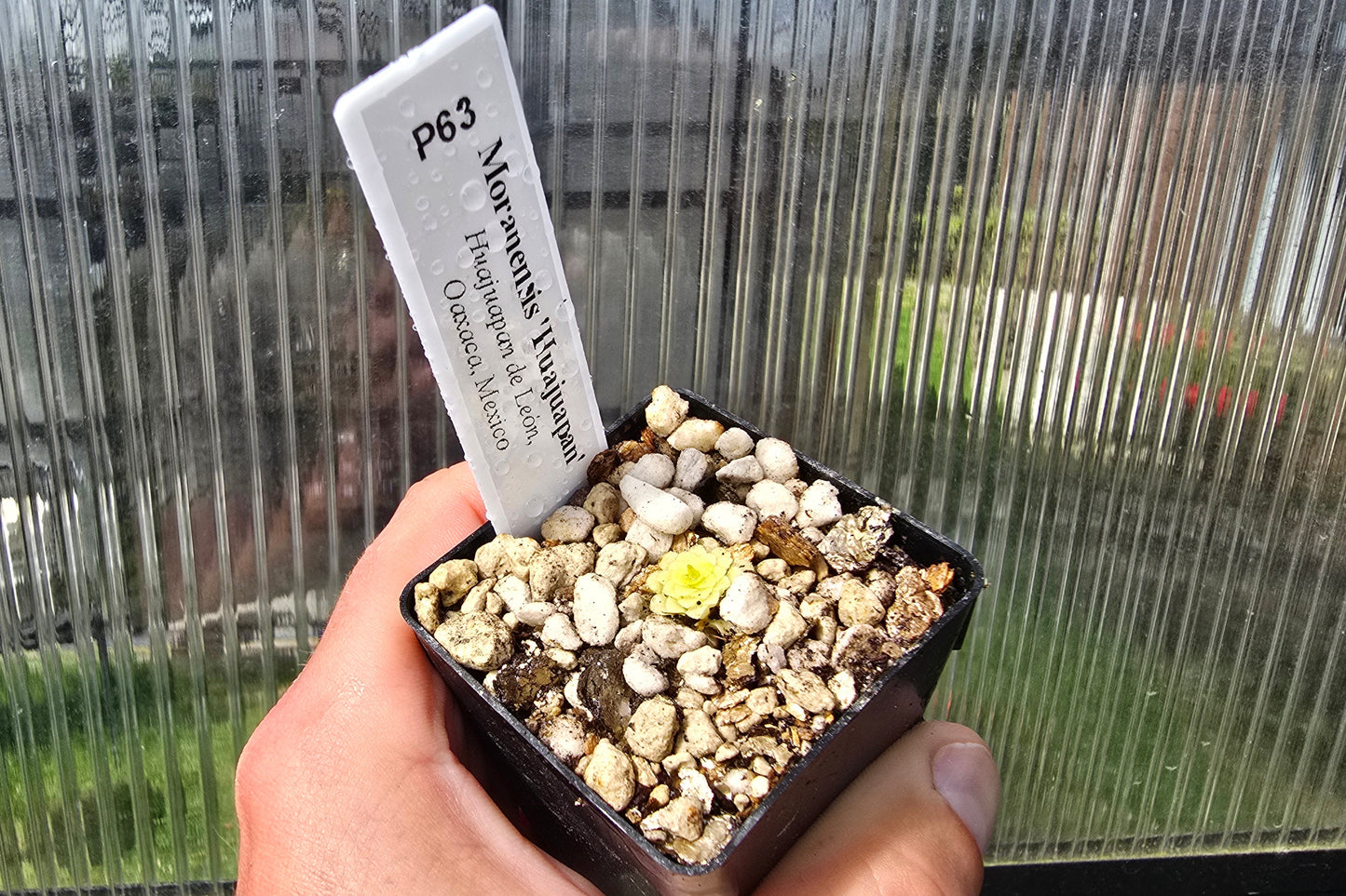 Pinguicula moranensis 'Huahuapan' - Mexican Butterwort