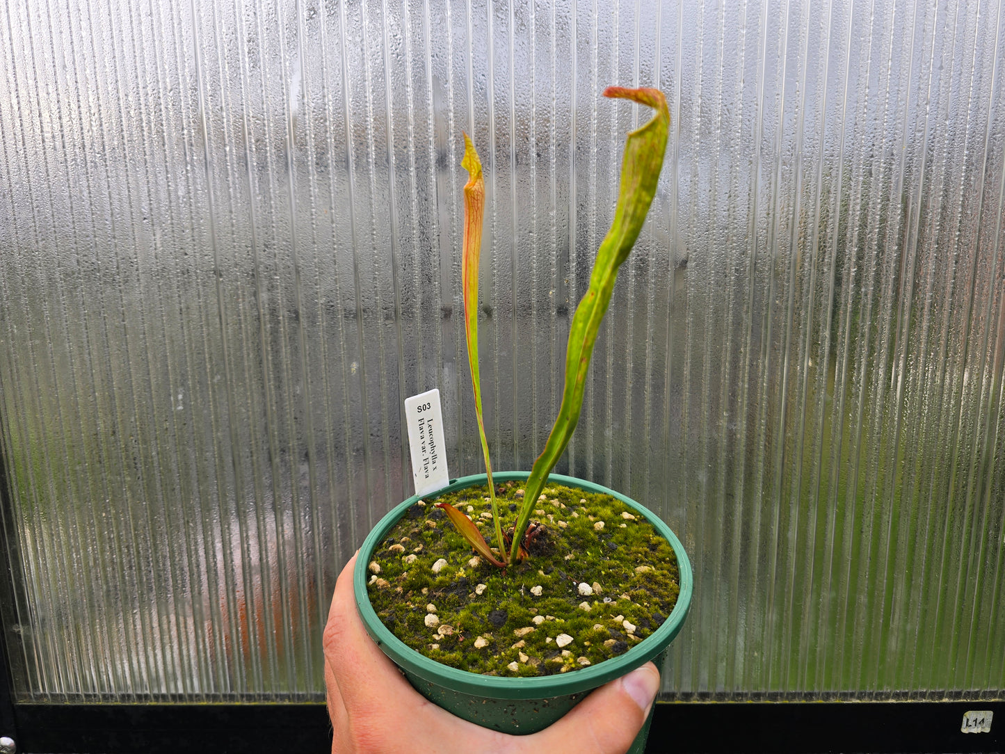 Sarracenia leucophylla x flava var. flava - American Pitcher Plant