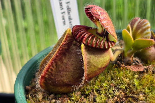 Cephalotus follicularis 'NZ Giant Form' - Australian Pitcher Plant