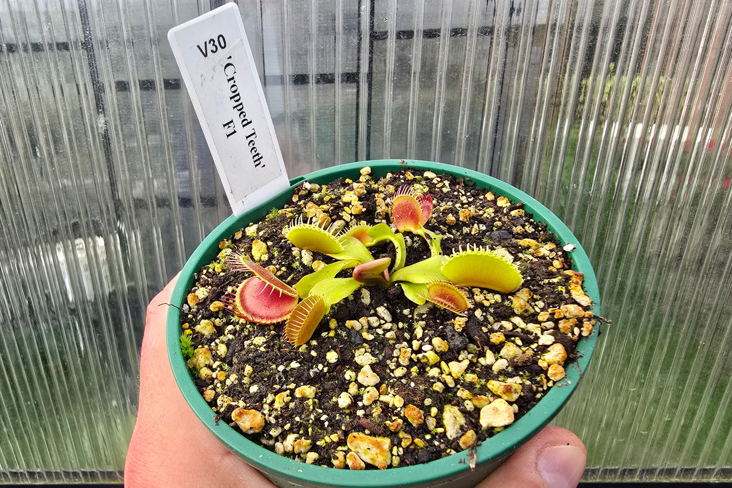 Dionaea muscipula 'Cropped Teeth' F1 - Venus Fly Trap