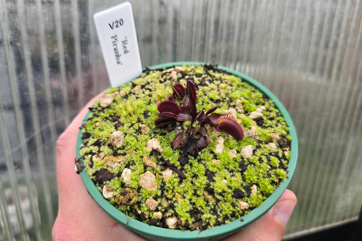 Dionaea muscipula 'Red Piranha' - Venus Fly Trap