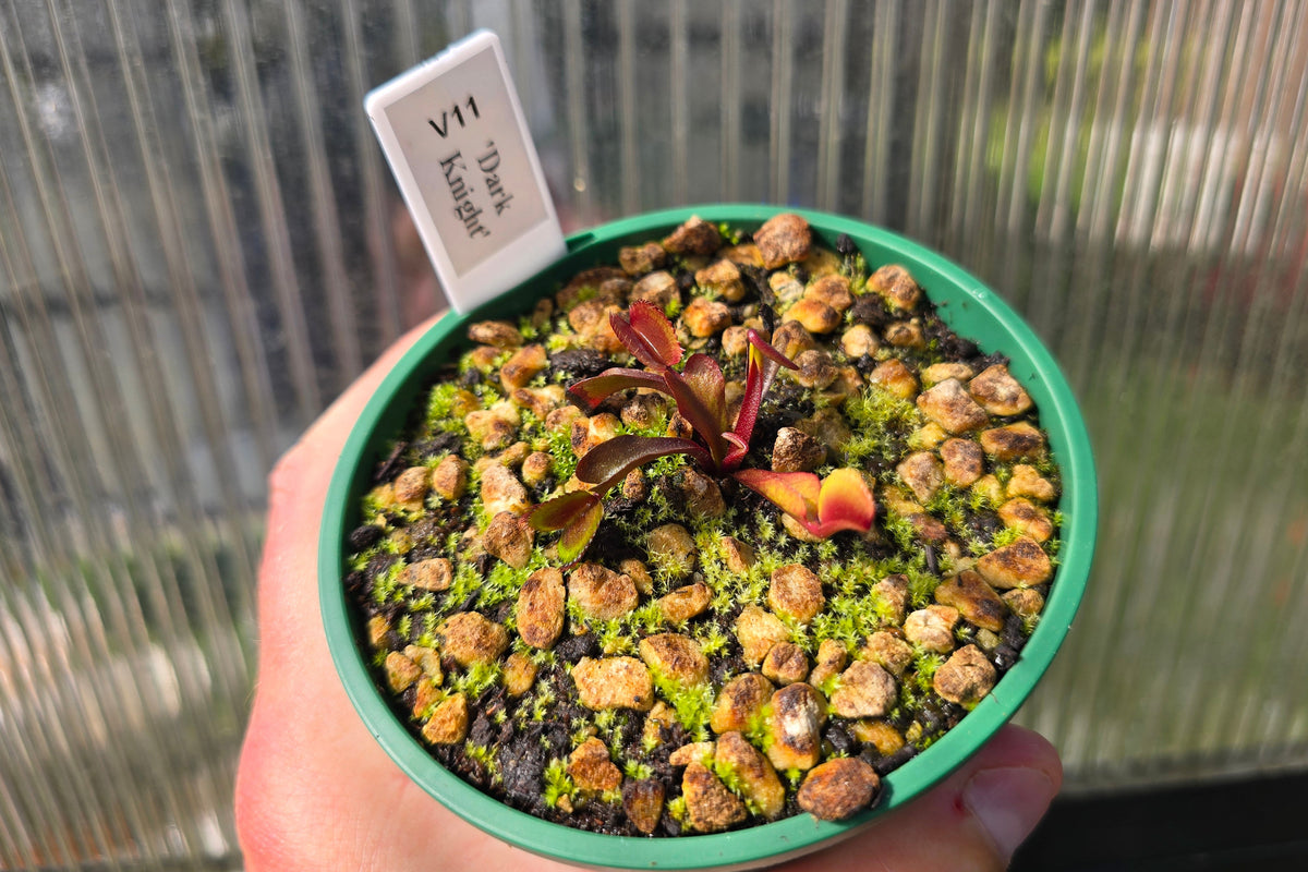Dionaea muscipula 'Dark Knight' - Venus Fly Trap