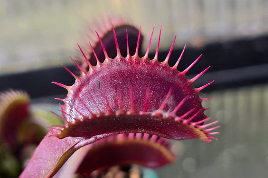 Dionaea muscipula 'Akai Ryu' "Red Dragon" - Venus Fly Trap