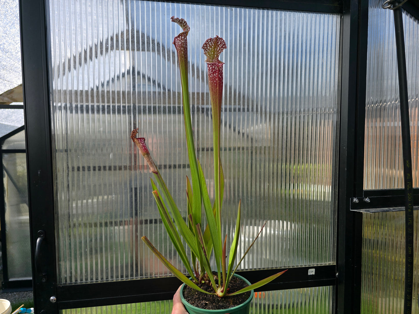 SEED - Sarracenia leucophylla var. leucophylla (Baldwin County, Alabama, USA) - White Pitcher Plant - 10+ Per Packet