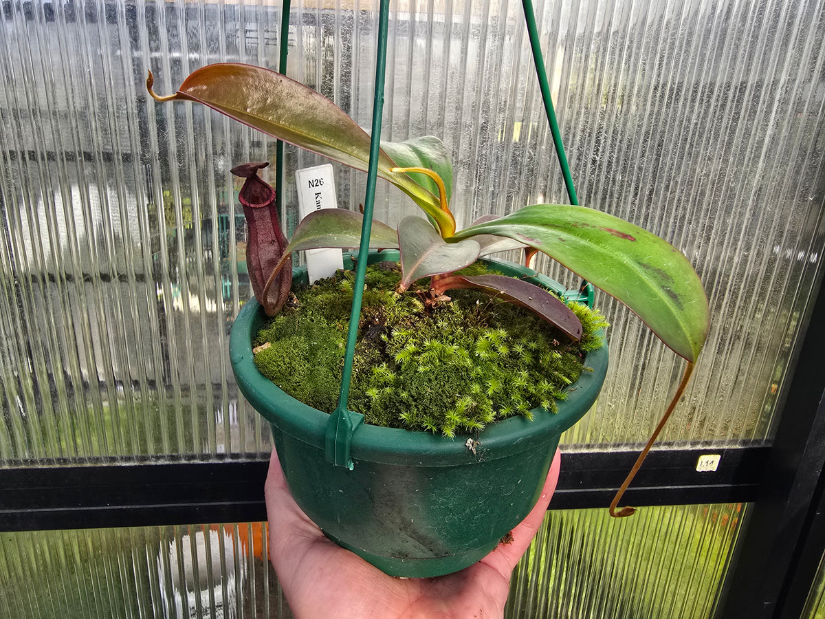 Nepenthes kampotiana - Intermediate Tropical Pitcher Plant