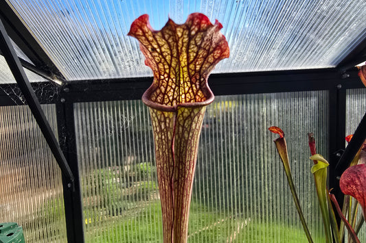 Sarracenia 'Readii' - American Pitcher Plant