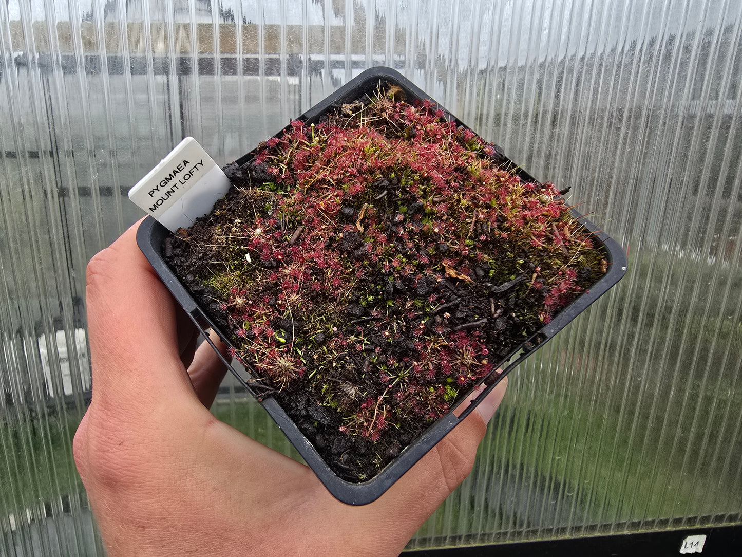 Drosera pygmaea (Mount Lofty, AU) - Pygmy Sundew