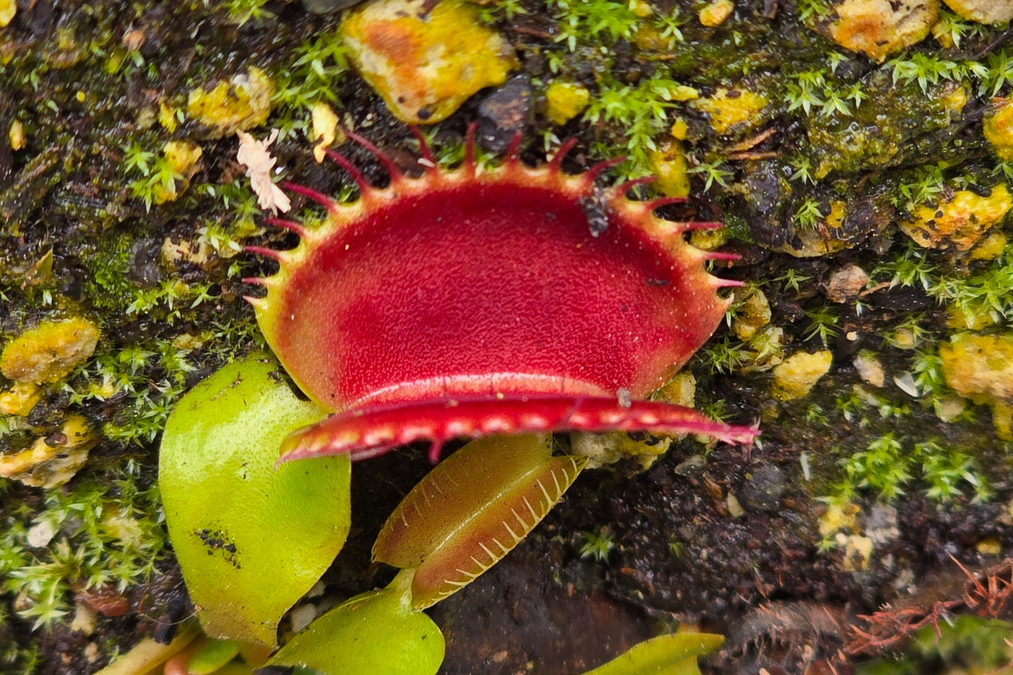 Dionaea muscipula 'Unkown' F1 - Venus Fly Trap
