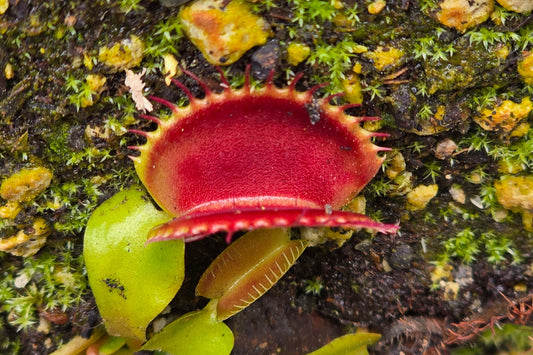 Dionaea muscipula 'Unkown' F1 - Venus Fly Trap