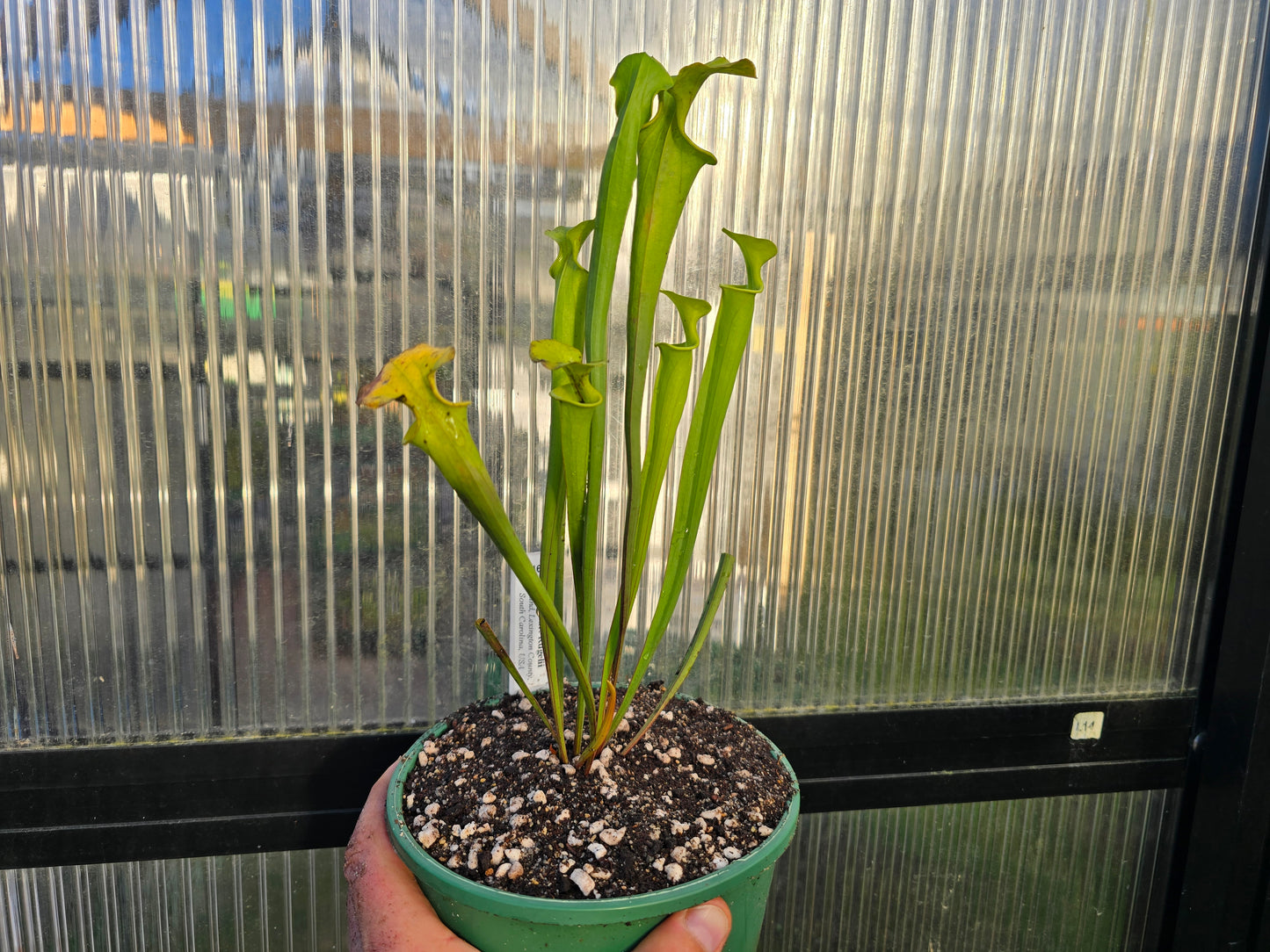 Sarracenia flava var. rugelii (Edmund, Lexington County, South Carolina, USA) - American Pitcher Plant