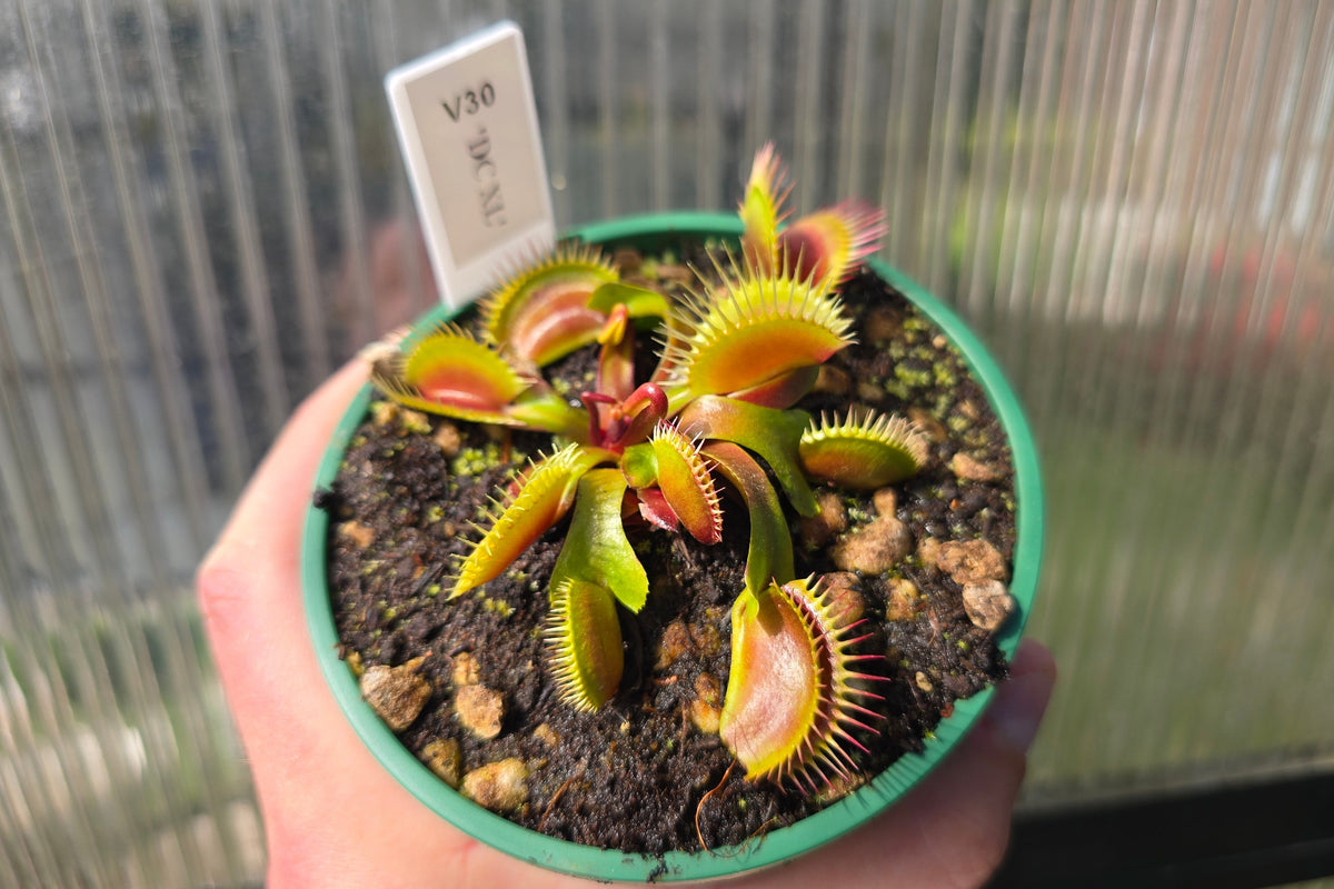 Dionaea muscipula 'DC XL’ - Venus Fly Trap