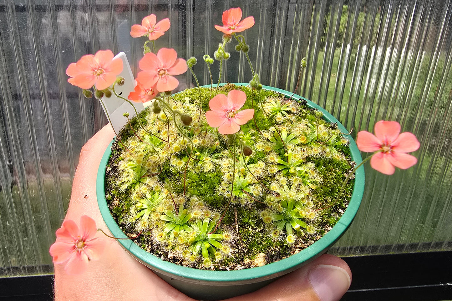 Drosera pulchella - Orange White Form - Pygmy Sundew